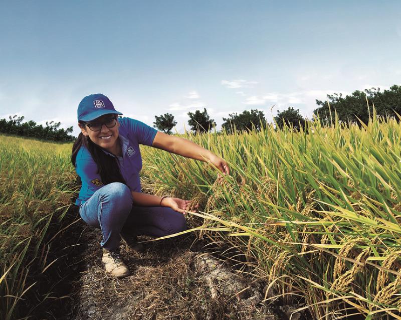 ¿Qué rol desempeña el nitrógeno en el desarrollo vegetativo del arroz?