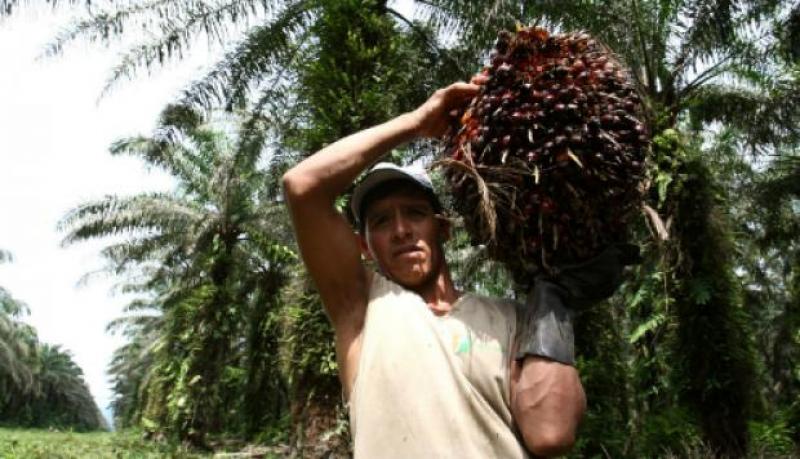 Queremos desarrollar una palma aceitera sostenible, sin presionar los bosques primarios