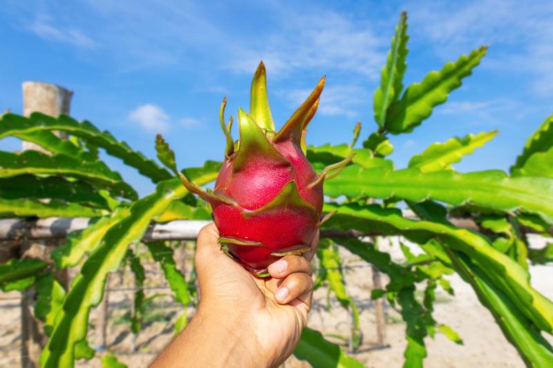 R Coorp lanzará al mercado nacional productos procesados derivados de pitahaya