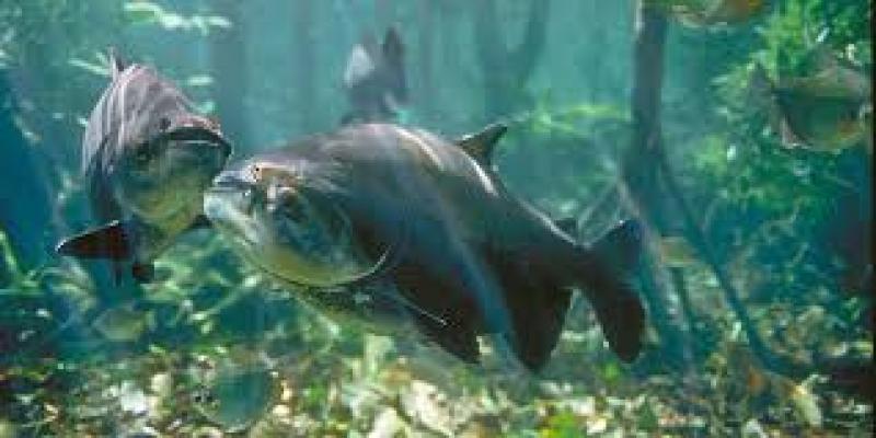 Reactivación económica: San Martín potenciará su acuicultura con especies amazónicas                                           