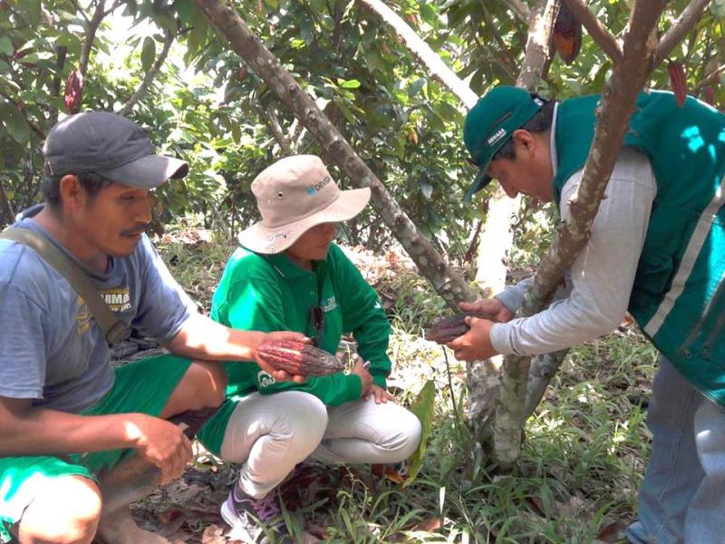 Realizan estudios para prevenir plagas en cultivos de cacao en Pasco