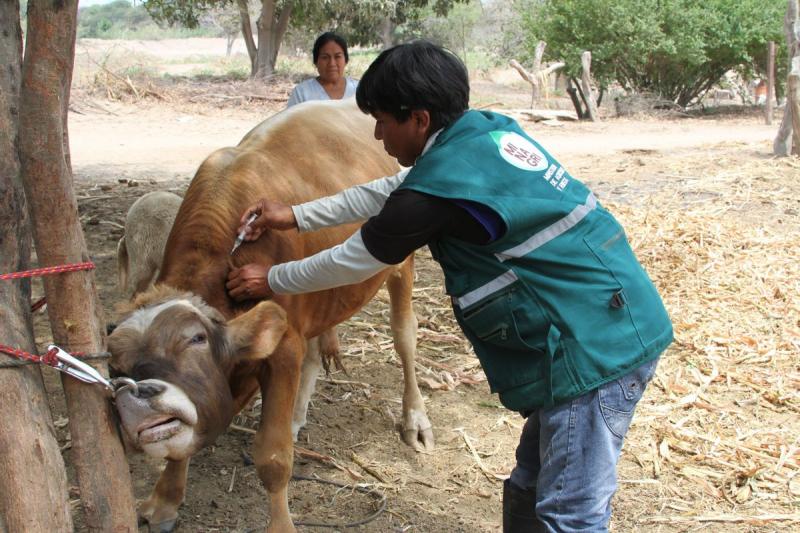 Realizan pruebas de descarte de Brucelosis Bovina en más de 1.200 cabezas de ganado