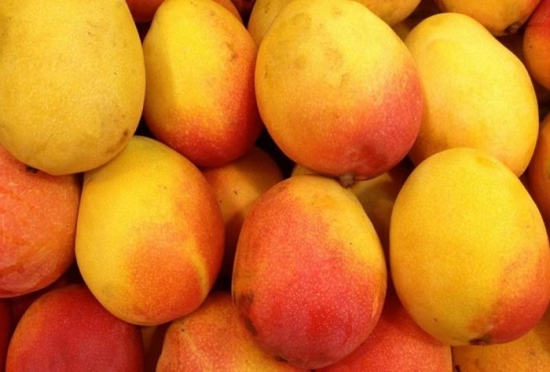 Recomiendan trabajar con mango Edward  de octubre a diciembre para complementar la oferta del Kent