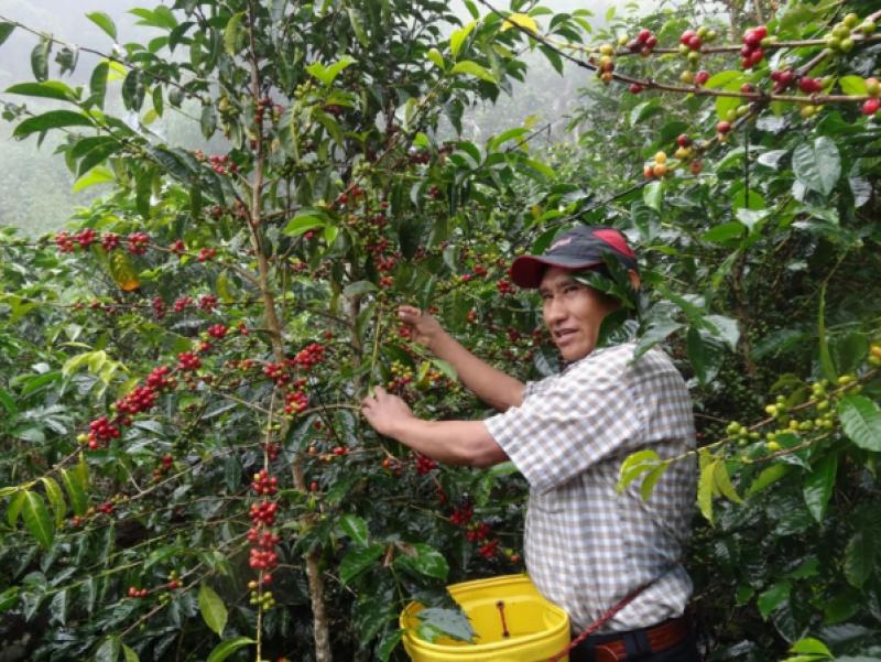 Reconocido productor cafetalero de Puno gana Premio Mundial del Mejor Café de Calidad en EE.UU.