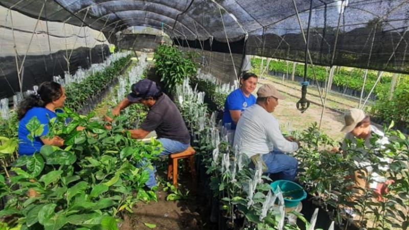 Reforestan 75 hectáreas en San Martín con siembra de 88.522 plantones de diversas especies