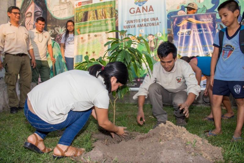 Reforestan la ciudad de Iquitos con árboles nativos de la Amazonía