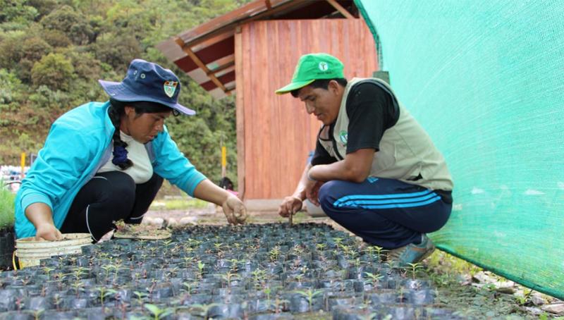 Reforestarán 3.863 hectáreas que fueron degradadas por cultivos de coca en el VRAEM