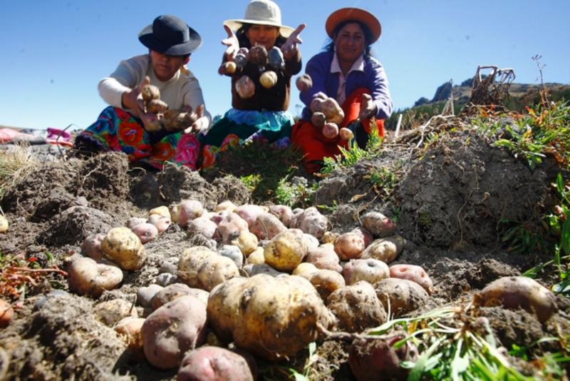 Regiones de la sierra concentran más del 95% de las áreas de papa en Perú