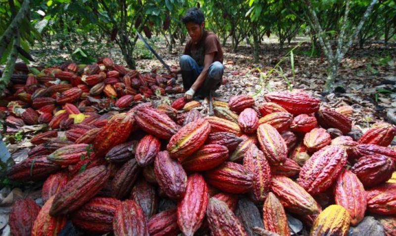 “Reglamento del chocolate beneficiará a productores de cultivos lícitos”