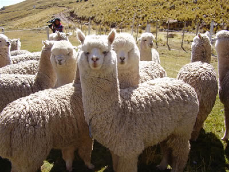 RELANZAN  LA COMISIÓN NACIONAL DE LA ALPACA 