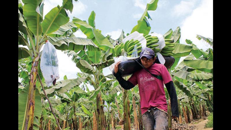 Rendimiento productivo de banano en Piura sigue sin recuperarse tras el Niño Costero