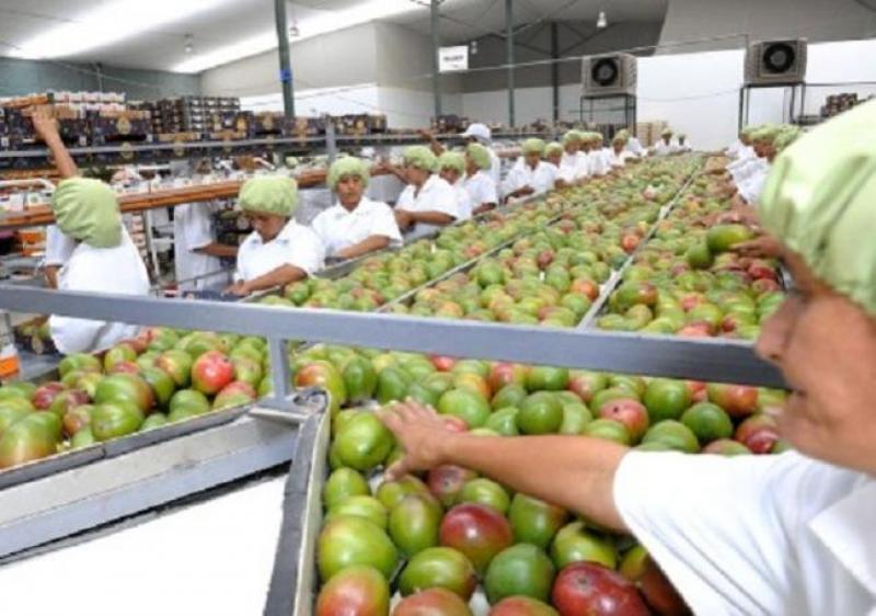 Rentabilidad de exportadores de mango puede caer 20% este año por daños en canales de riego