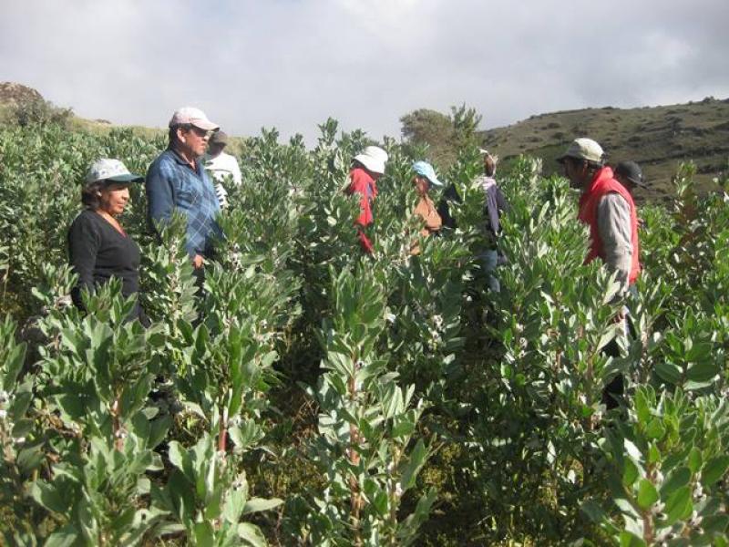 REPORTAN MÁS DE S/. 131 MILLONES EN PÉRDIDAS POR ESCASEZ DE AGUA