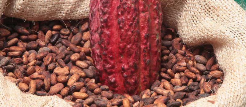 Repuntan los despachos al exterior de cacao en grano