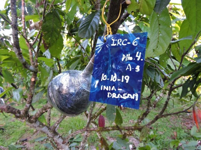 Rescatan y seleccionan plantas de cacao con características de alta productividad