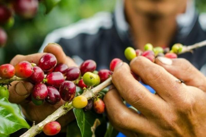 Reserva Comunal El Sira: buscan incrementar la producción de café orgánico