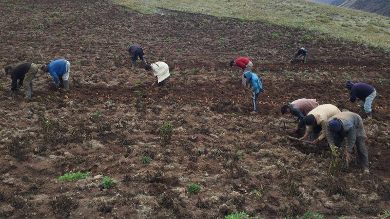 Revista científica califica de pionera e innovadora investigación del INIA sobre microbiomas bacterianos de los suelos agrícolas peruanos