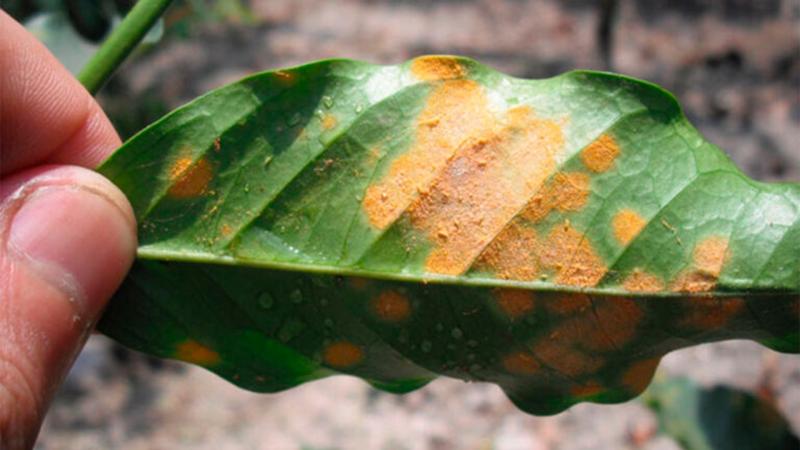 Roya Amarilla afecta un 26% del área sembrada de café en Perú