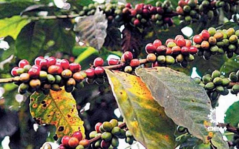 Roya Amarilla afecta un 26% del área sembrada de café en Perú