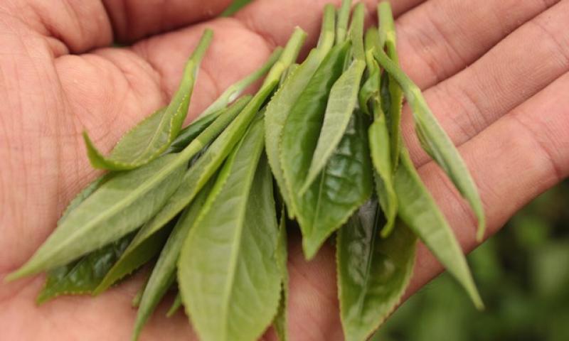 Runaq, la marca que busca reverdecer la antigua  gloria del té peruano de calidad premium