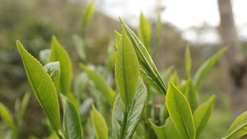 RUNAQ logra su certificación para lanzar el primer té orgánico producido en el Perú