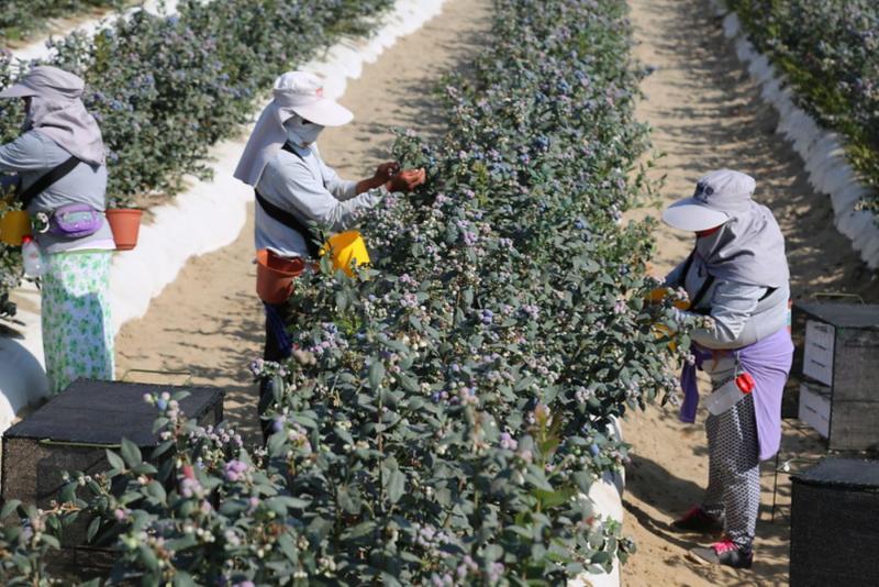 Ruta Productiva Exportadora favoreció 163 Mipymes y 32.000 familias este año