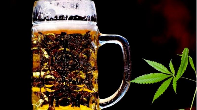 Sacarán a la venta primera cerveza sin alcohol a base de cannabis en Estados Unidos