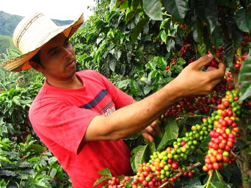 San Martín: 6 mil agricultores cosecharán café gracias a proyecto del Minagri