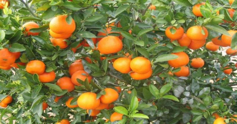 San Martín busca más que duplicar rendimiento productivo de naranjas