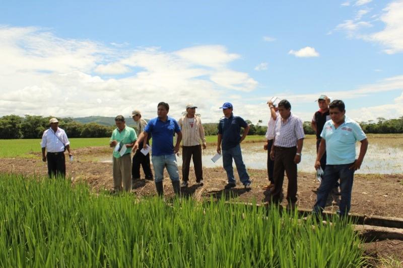 SAN MARTÍN: CAPACITAN A ARROCEROS EN PREVENCIÓN DE BURKHOLDERIA