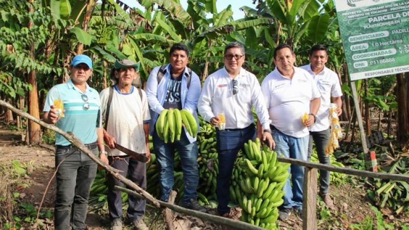 San Martín: Devida transfiere S/ 2.532.718 para proyectos de plátano y cacao en Tocache