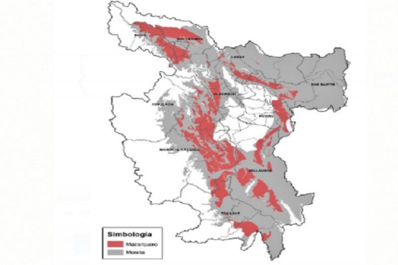 San Martín elabora mapa de zonas de incidencia de plagas en cultivo de cacao
