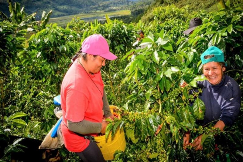 San Martín impulsa 28 proyectos productivos agrarios