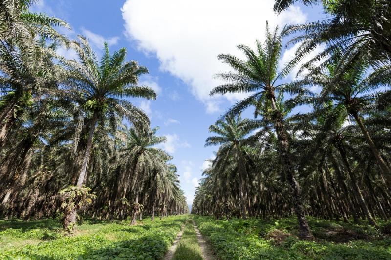 San Martín: palmicultores participan en proyecto Innóvate que los prepara para certificación RSPO y la mejora de productividad