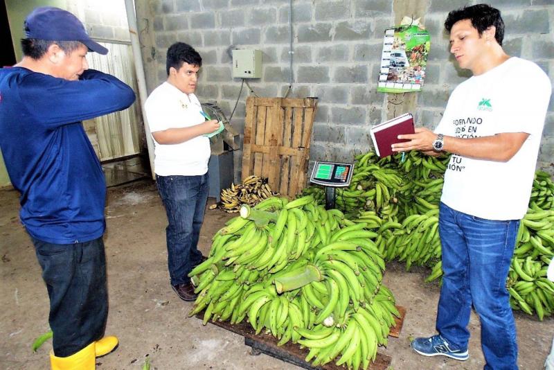San Martín potencia la producción de plátano para llegar a más mercados