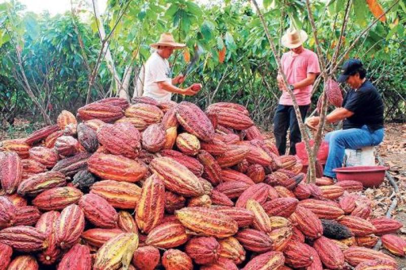 San Martín potenciará producción de cacao gracias al uso de hongos benéficos