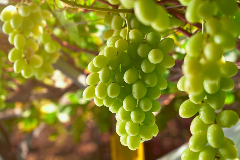 San Miguel proyecta un aumento de casi mil toneladas de uva de mesa en la presente campaña