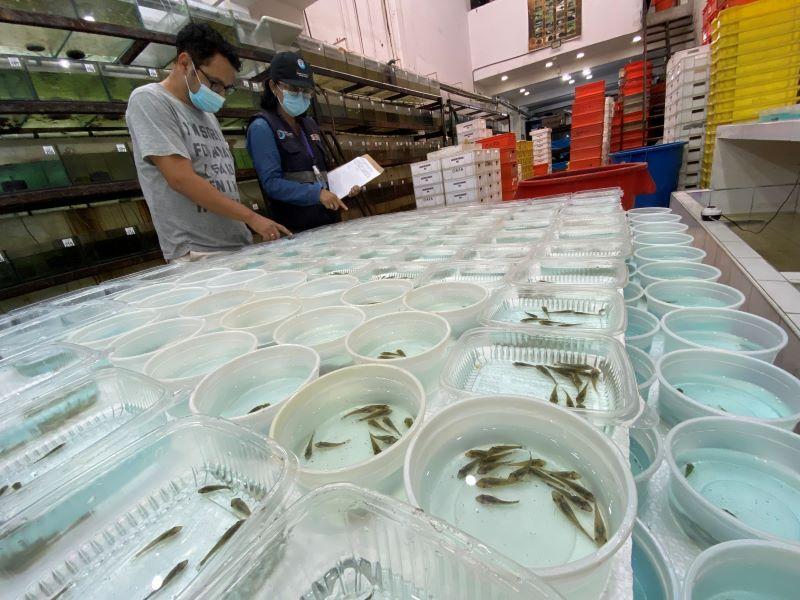 Sanipes armonizó certificado sanitario con Tailandia para la importación de peces ornamentales