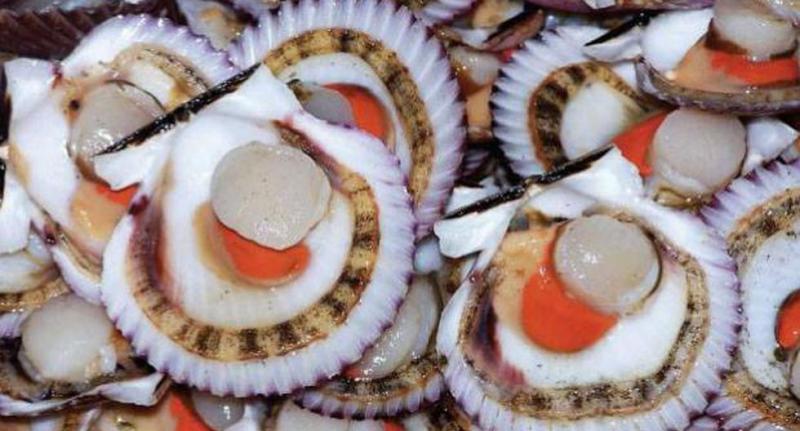 Sanipes fiscaliza bahía de Sechura para lograr certificación sanitaria y exportación de conchas de abanico