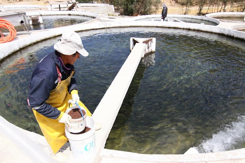 Sanipes impulsará la habilitación sanitaria de centros de cultivo acuícola de Ayacucho