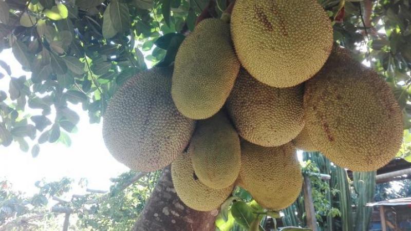 Satipo: “Jackfruit”, la extraña fruta que plantean como alternativa vegetariana a la carne