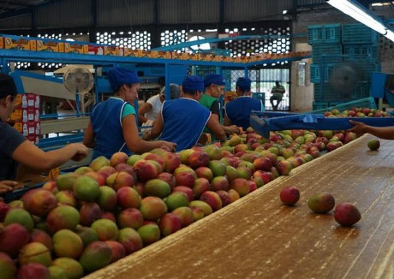 Se acelera la inversión en ‘packing’ de mango en Piura