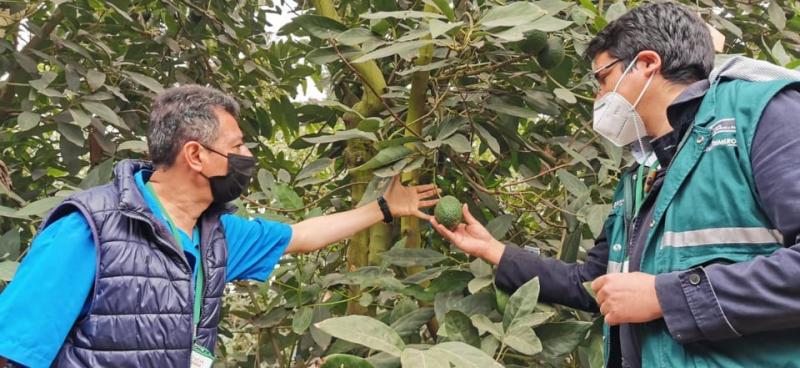 Se aprobaron requisitos sanitarios para exportar semillas y yemas de palta a Guatemala