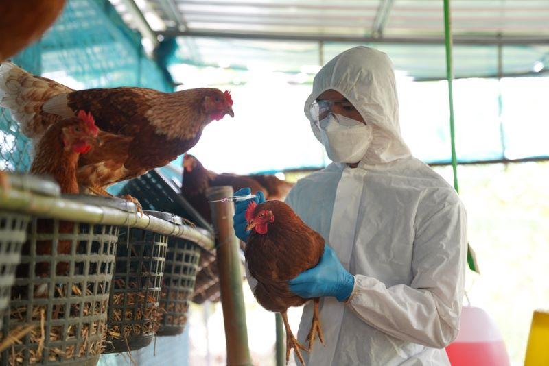 Se aprueban los lineamientos para vacunación contra la influenza aviar en aves de domésticas