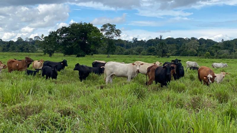 Se busca convertir al Perú en un país exportador de carne vacuna