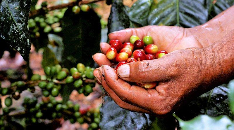 Se duplica la producción de café orgánico en la selva de Puno este año