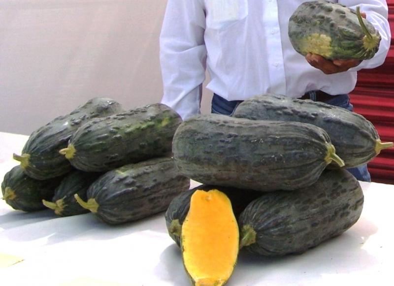 SE DUPLICARÍAN HECTÁREAS DEL LOCHE DE LAMBAYEQUE 