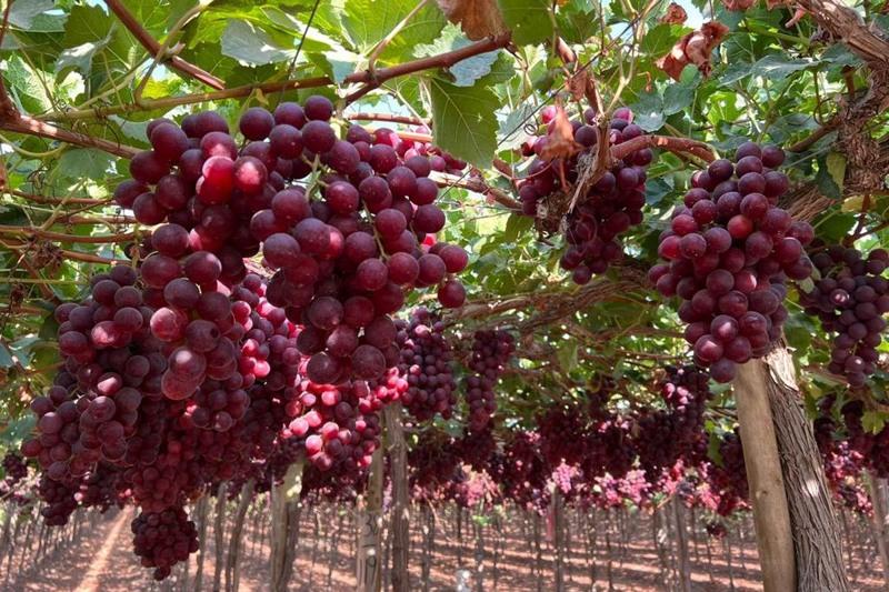 Se espera que las exportaciones de uvas de Perú disminuyan un 15% respecto a las estimaciones de pretemporada
