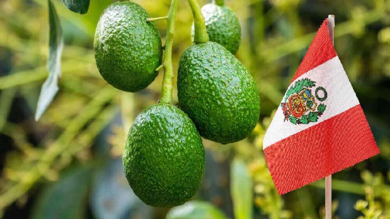 Se espera una abundancia de paltas peruanas en Estados Unidos desde finales de primavera hasta el verano