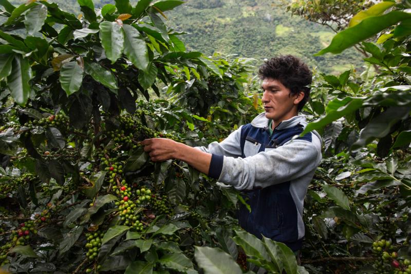 Se incrementa producción y consumo de café en el país